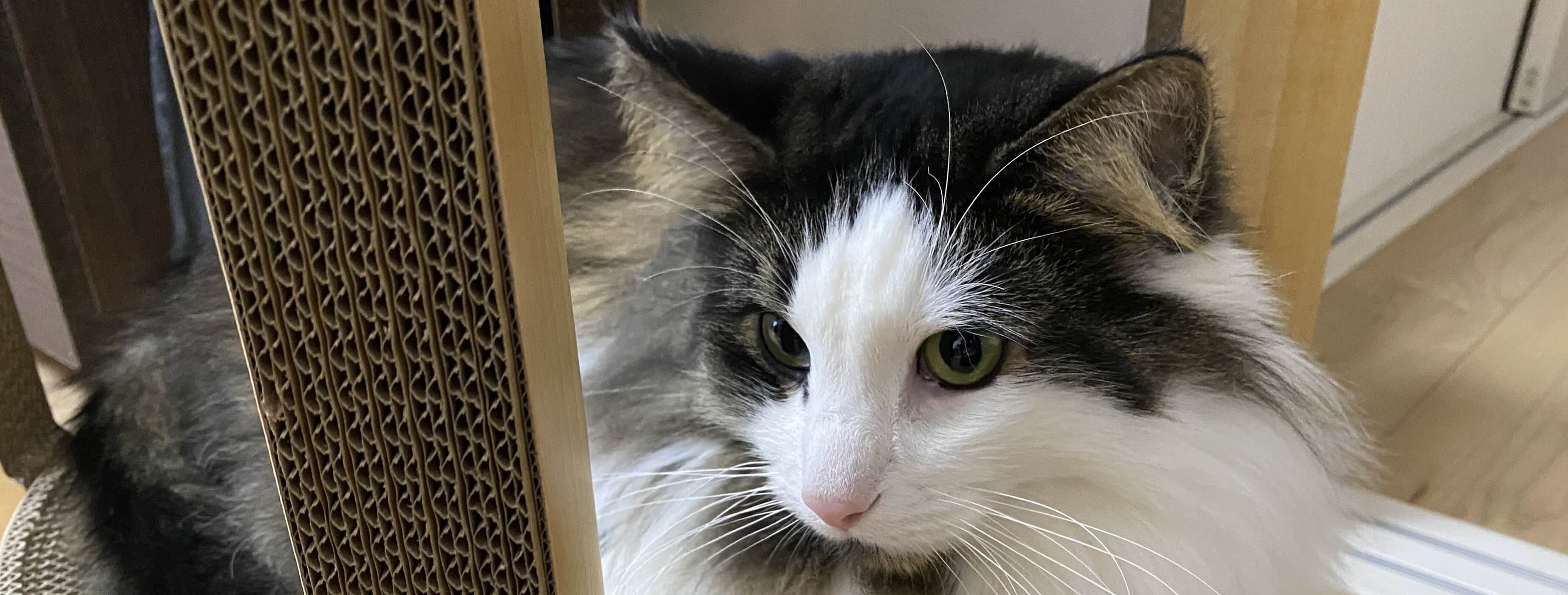 ノルウェージャンフォレストキャット